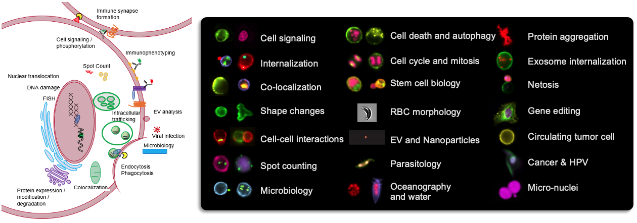 Image-based flow cytometry research applications