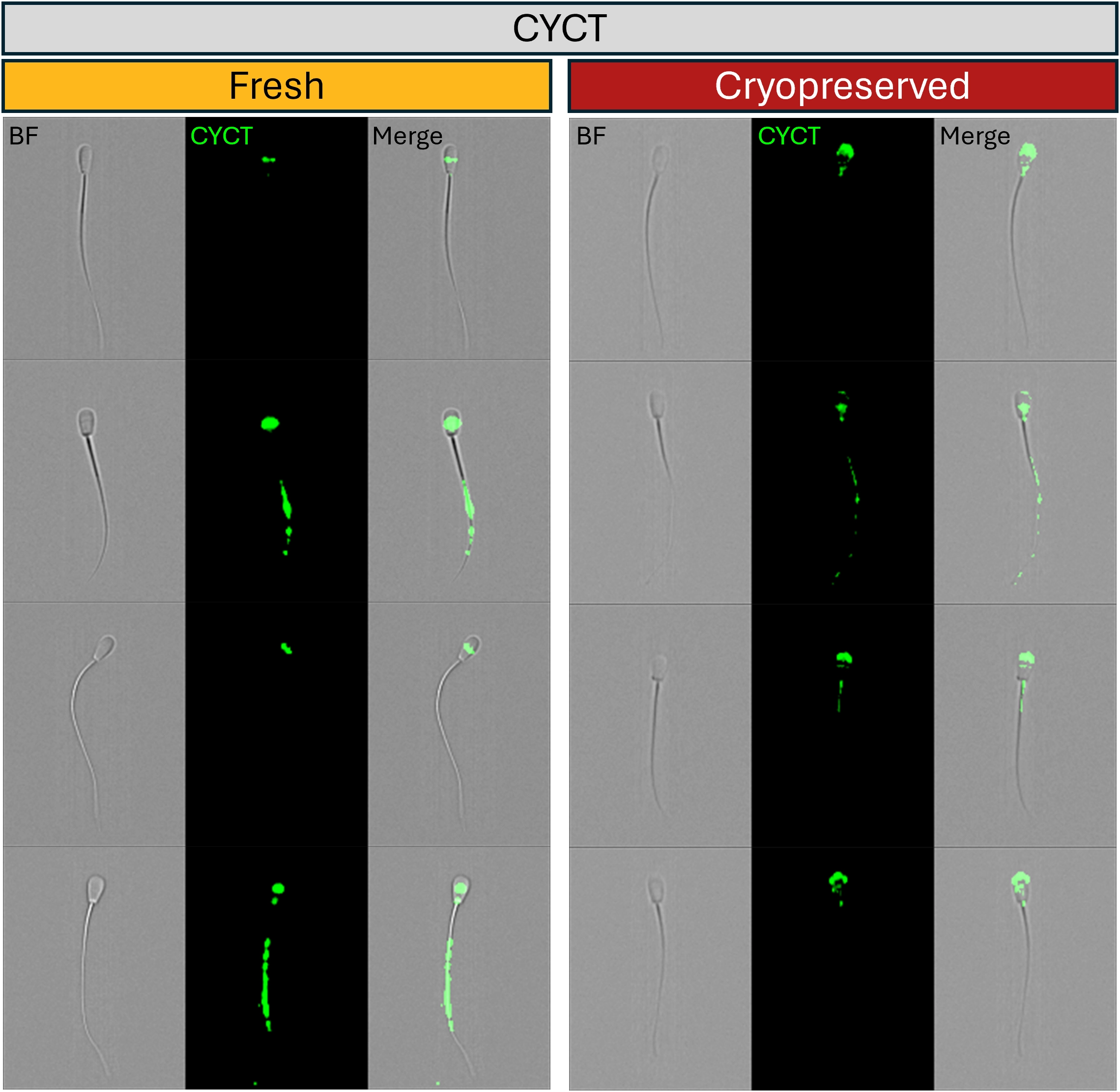 Fresh and cryopreserved bovine sperm phenotypes from the comparative proteomics study